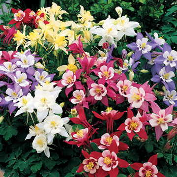 aquilegia-caerulea-origami-mix-columbine