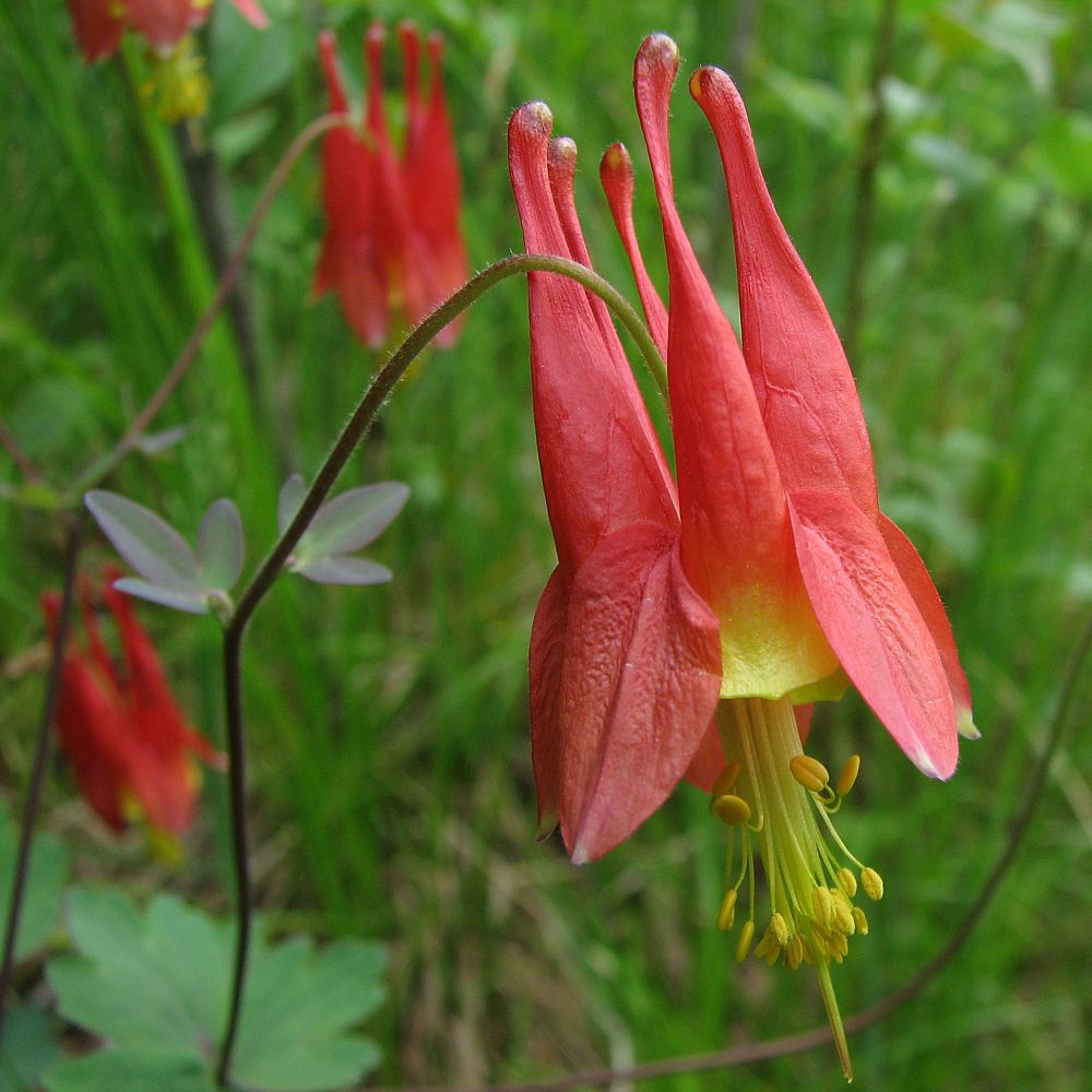 aquilegia-canadensis-canadian-wild-columbine