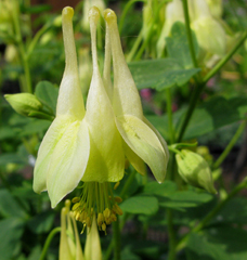 aquilegia-canadensis-corbett-canadian-wild-columbine
