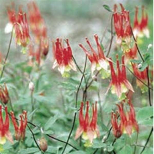 aquilegia-canadensis-little-lanterns-canadian-wild-columbine