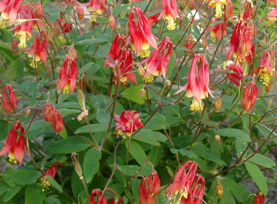 aquilegia-columbine