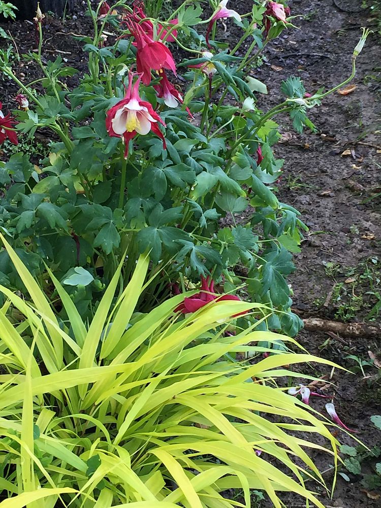 aquilegia-crimson-star-hybrid-columbine