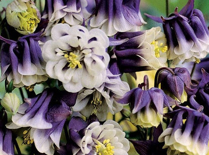 aquilegia-double-pleat-blackberry-european-crowfoot-granny-s-bonnet-european-columbine