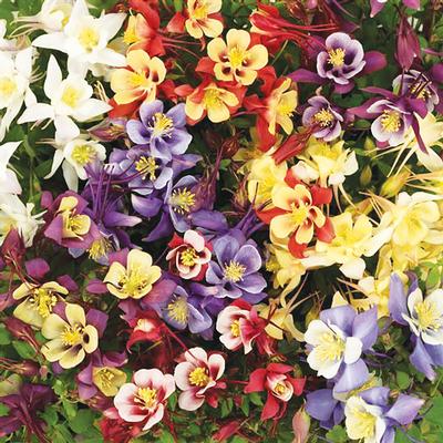 aquilegia-early-bird-mix-columbine