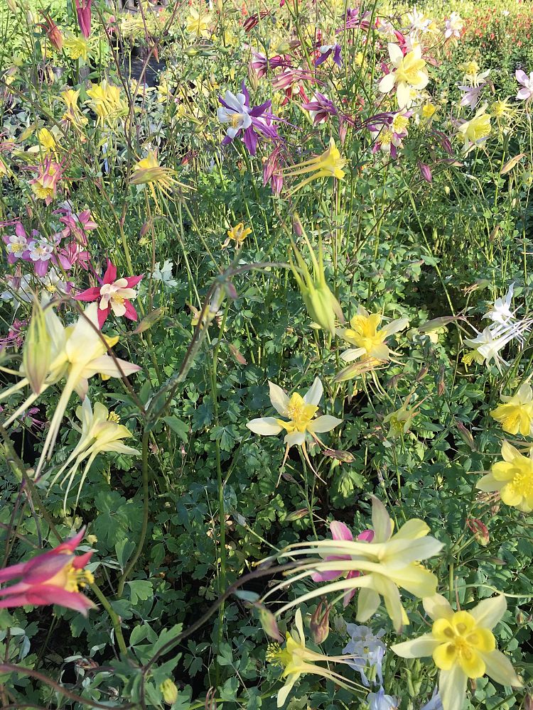 aquilegia-mckana-giant-columbine