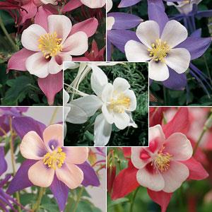 aquilegia-songbird-mix-hybrid-columbine