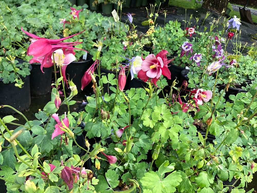 aquilegia-songbird-mix-hybrid-columbine