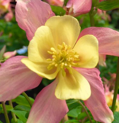 aquilegia-swan-pink-and-yellow-columbine