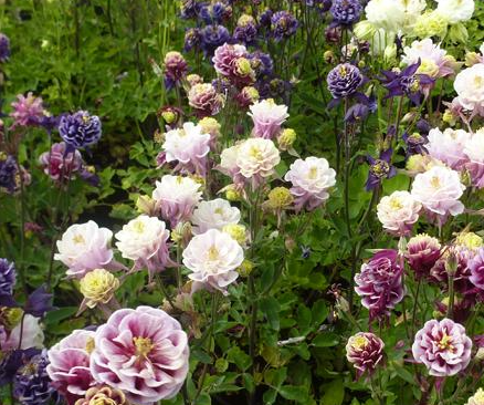 aquilegia-vulgaris-winky-formula-mix-european-columbine-european-crowsfoot-granny-s-bonnets-columbine