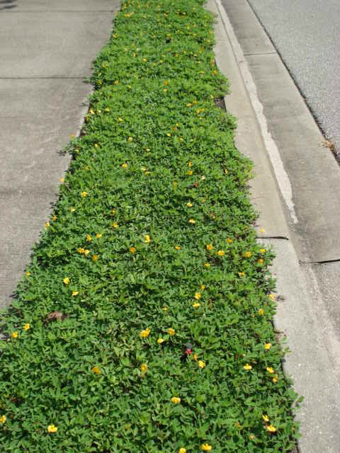 arachis-glabrata-ecoturf-golden-ornamental-peanut-perennial-peanut