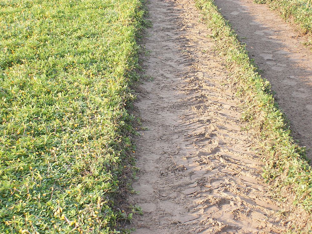 arachis-glabrata-ecoturf-golden-ornamental-peanut-perennial-peanut