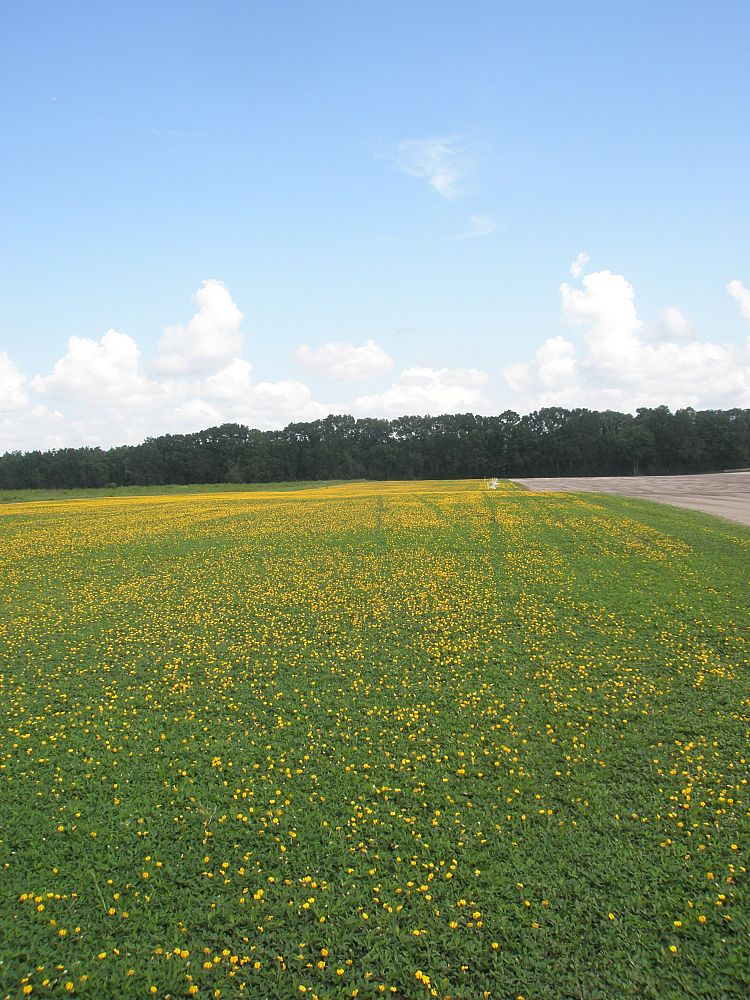 arachis-glabrata-ecoturf-golden-ornamental-peanut-perennial-peanut