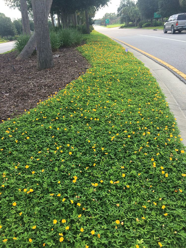 arachis-glabrata-ecoturf-golden-ornamental-peanut-perennial-peanut