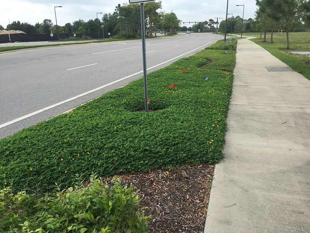 arachis-glabrata-ecoturf-golden-ornamental-peanut-perennial-peanut