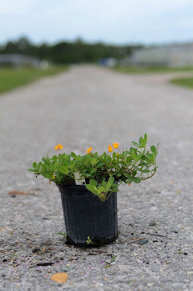 arachis-glabrata-ecoturf-golden-ornamental-peanut-perennial-peanut