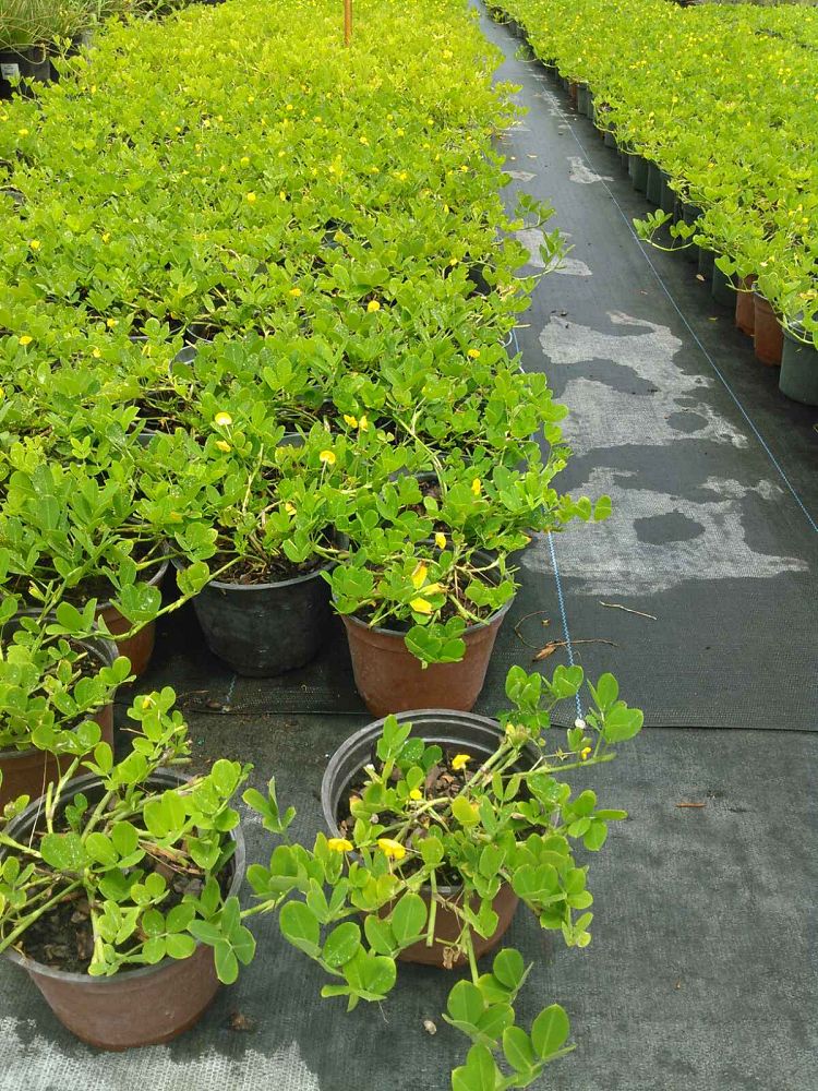 arachis-glabrata-ecoturf-golden-ornamental-peanut-perennial-peanut