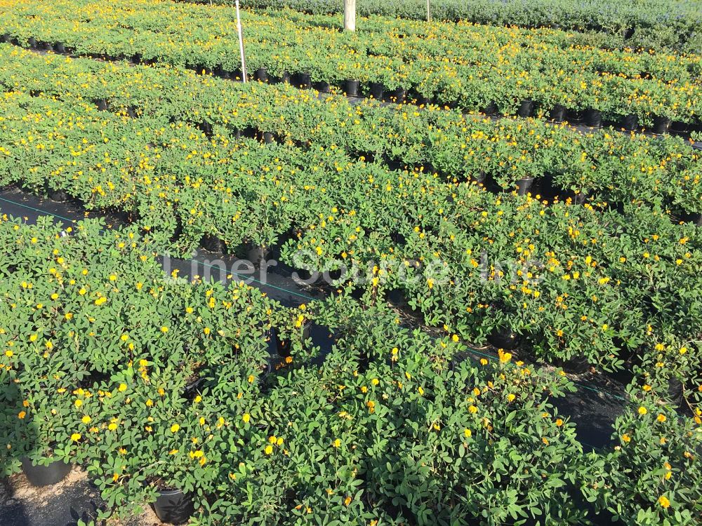 arachis-glabrata-ecoturf-golden-ornamental-peanut-perennial-peanut