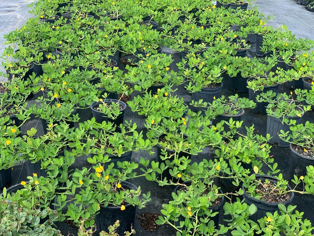 arachis-glabrata-ecoturf-golden-ornamental-peanut-perennial-peanut