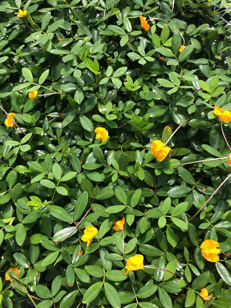 arachis-glabrata-ecoturf-golden-ornamental-peanut-perennial-peanut