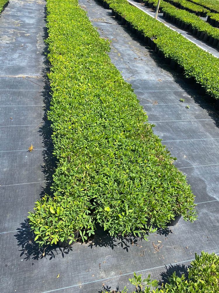 arachis-glabrata-ecoturf-golden-ornamental-peanut-perennial-peanut