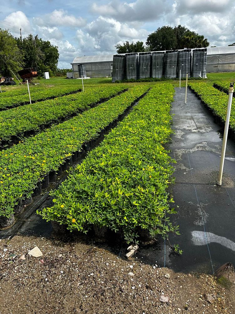 arachis-glabrata-ecoturf-golden-ornamental-peanut-perennial-peanut