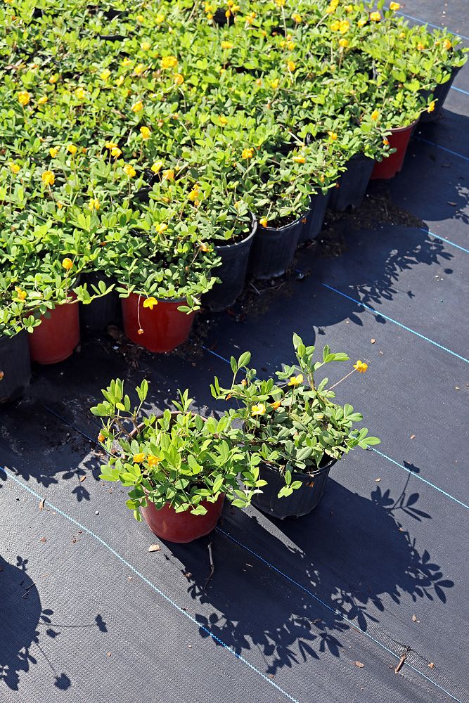 arachis-glabrata-ecoturf-golden-ornamental-peanut-perennial-peanut