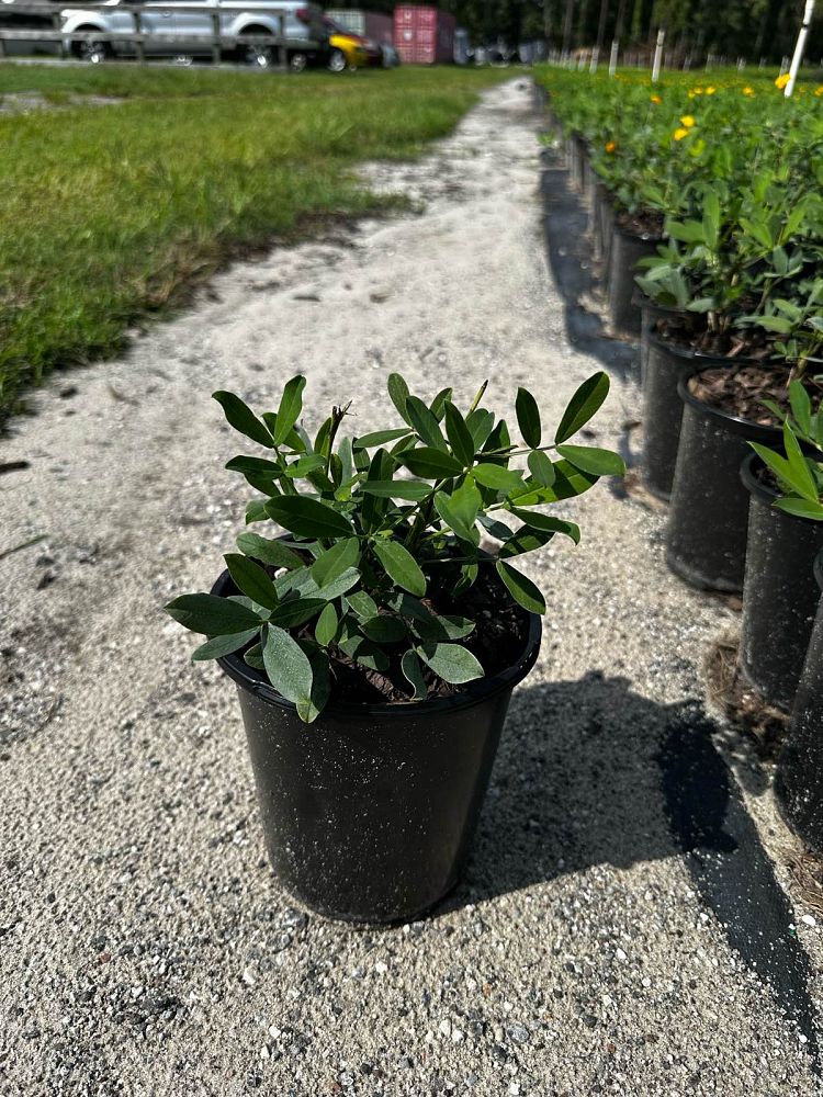 arachis-glabrata-ecoturf-golden-ornamental-peanut-perennial-peanut