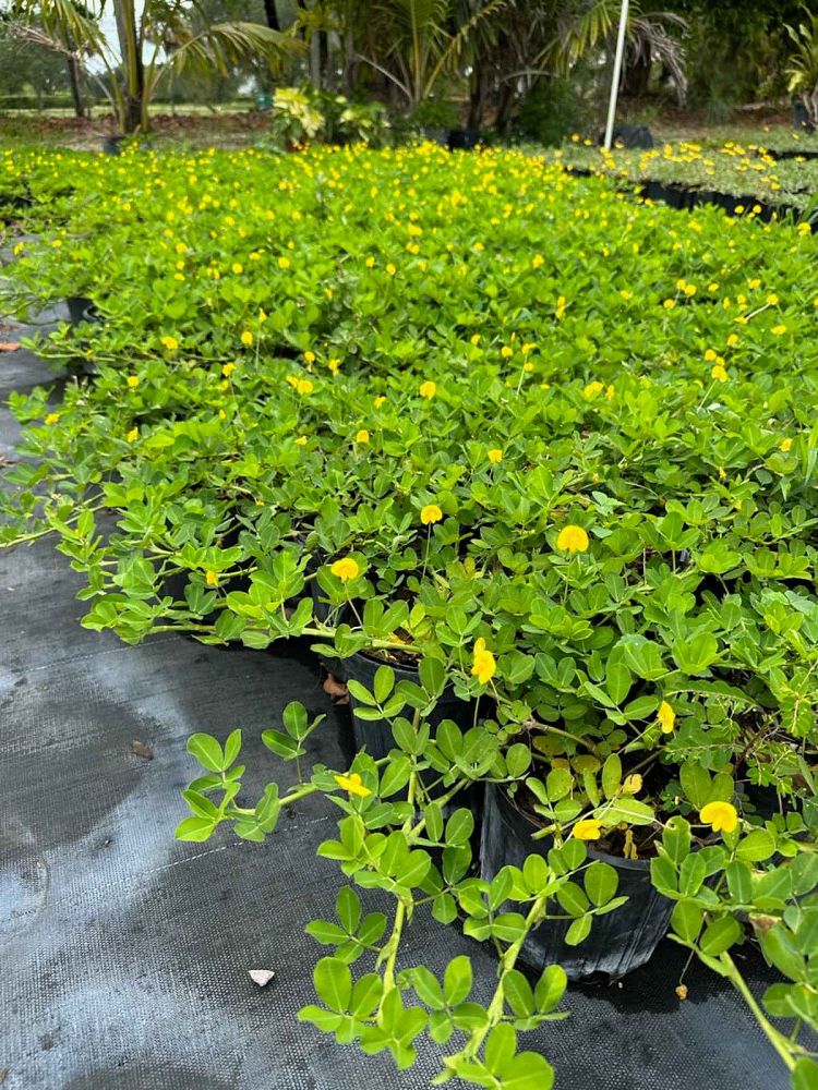 arachis-glabrata-ecoturf-golden-ornamental-peanut-perennial-peanut
