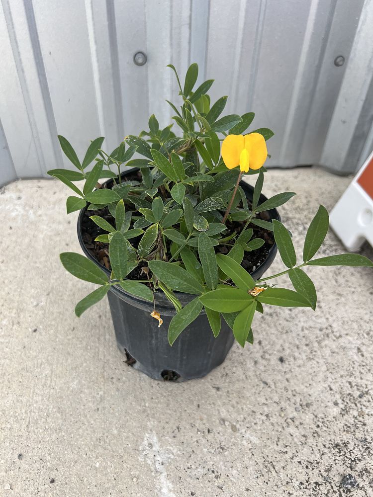 arachis-glabrata-ecoturf-golden-ornamental-peanut-perennial-peanut