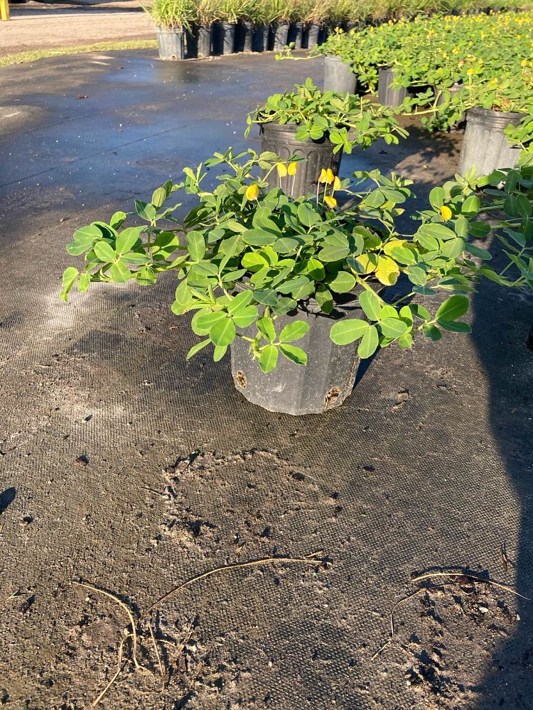 arachis-glabrata-ecoturf-golden-ornamental-peanut-perennial-peanut