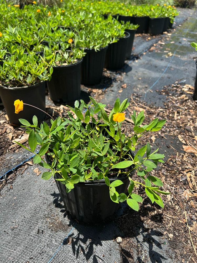 arachis-glabrata-ecoturf-golden-ornamental-peanut-perennial-peanut