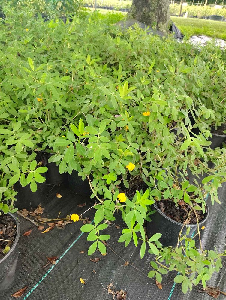 arachis-glabrata-ecoturf-golden-ornamental-peanut-perennial-peanut
