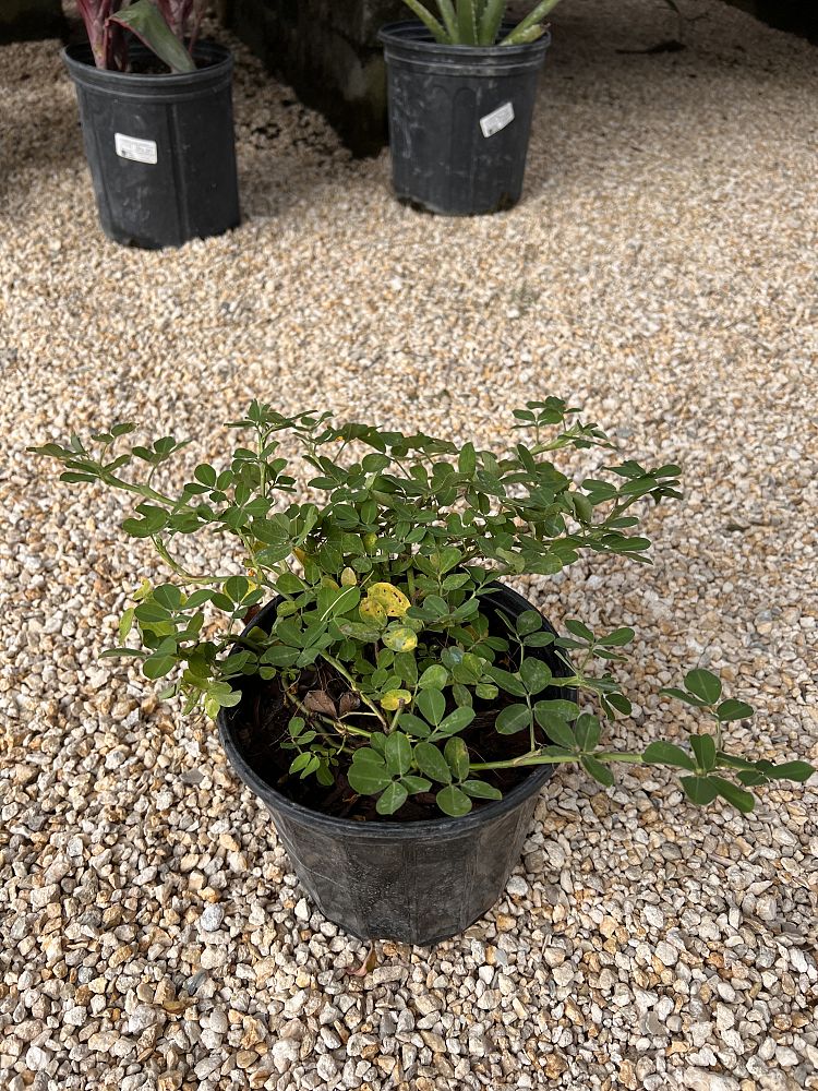 arachis-glabrata-florigraze-golden-ornamental-peanut-perennial-peanut