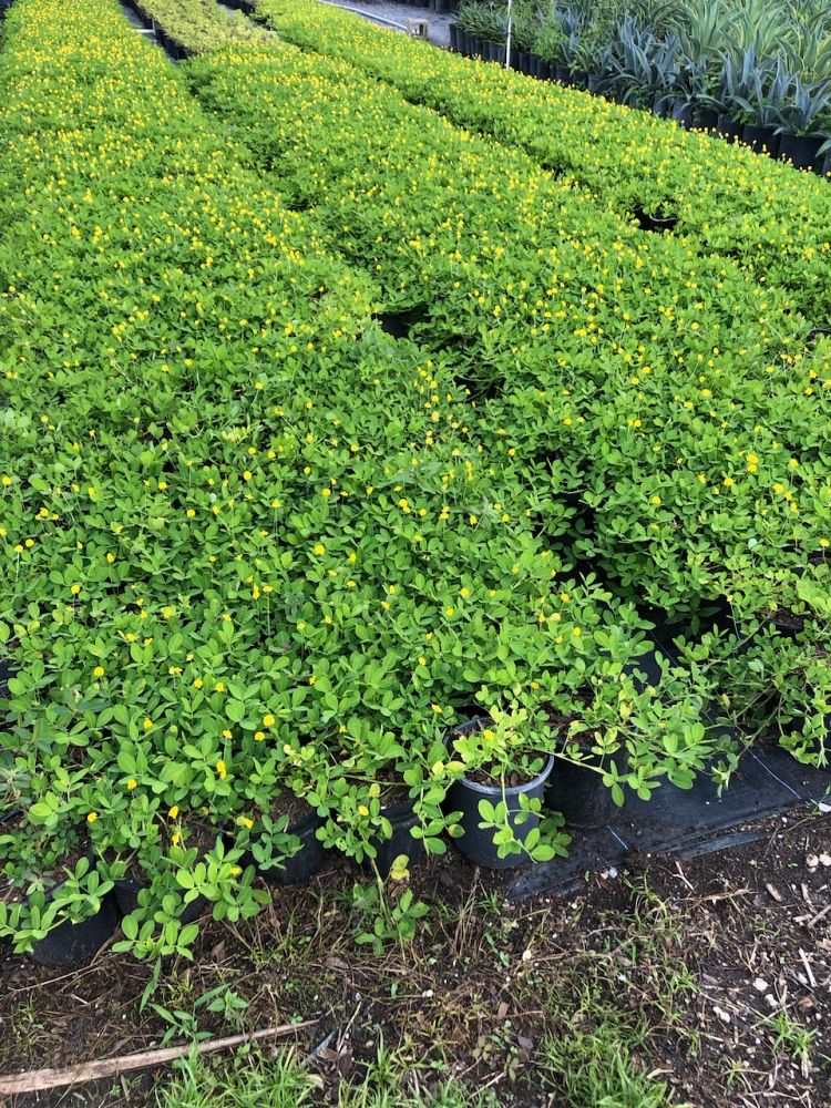 arachis-glabrata-florigraze-golden-ornamental-peanut-perennial-peanut