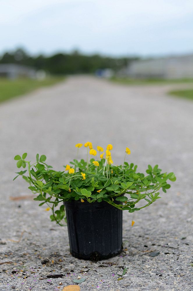 arachis-glabrata-golden-glory-golden-ornamental-peanut-perennial-peanut