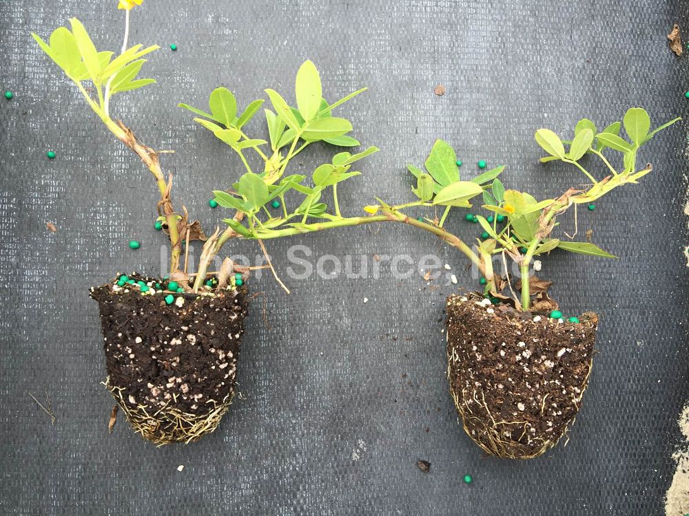 arachis-glabrata-golden-glory-golden-ornamental-peanut-perennial-peanut