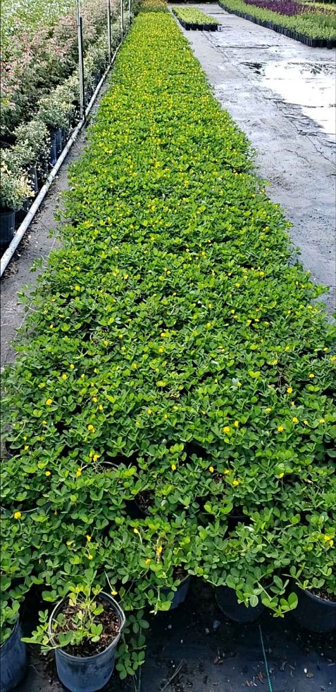 arachis-glabrata-golden-glory-golden-ornamental-peanut-perennial-peanut