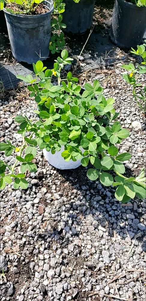 arachis-glabrata-golden-glory-golden-ornamental-peanut-perennial-peanut