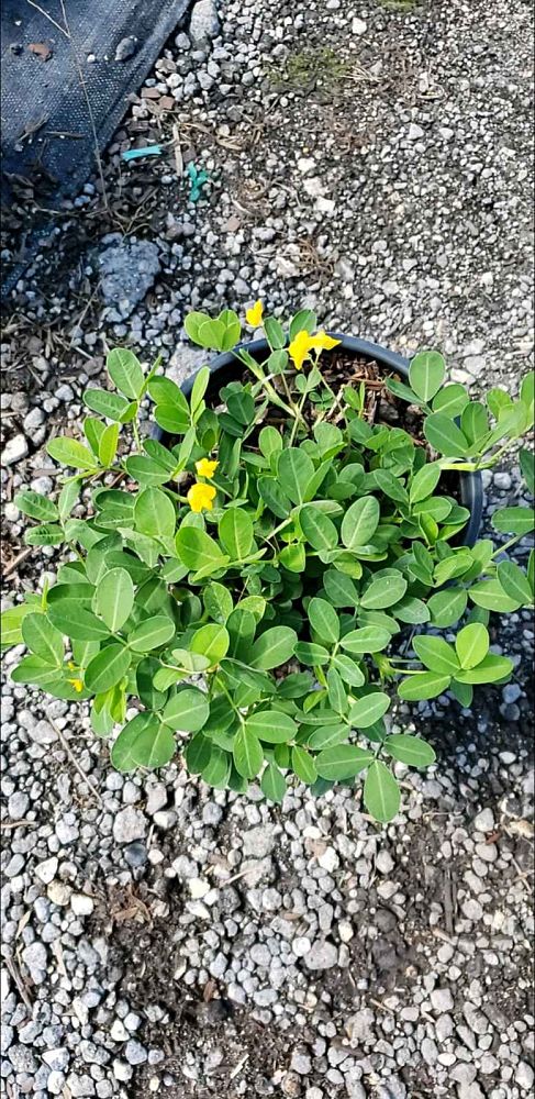 arachis-glabrata-golden-glory-golden-ornamental-peanut-perennial-peanut