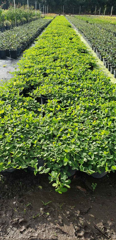 arachis-glabrata-golden-glory-golden-ornamental-peanut-perennial-peanut