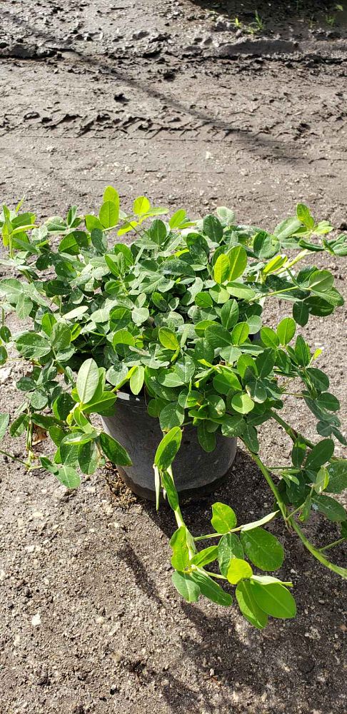 arachis-glabrata-golden-glory-golden-ornamental-peanut-perennial-peanut