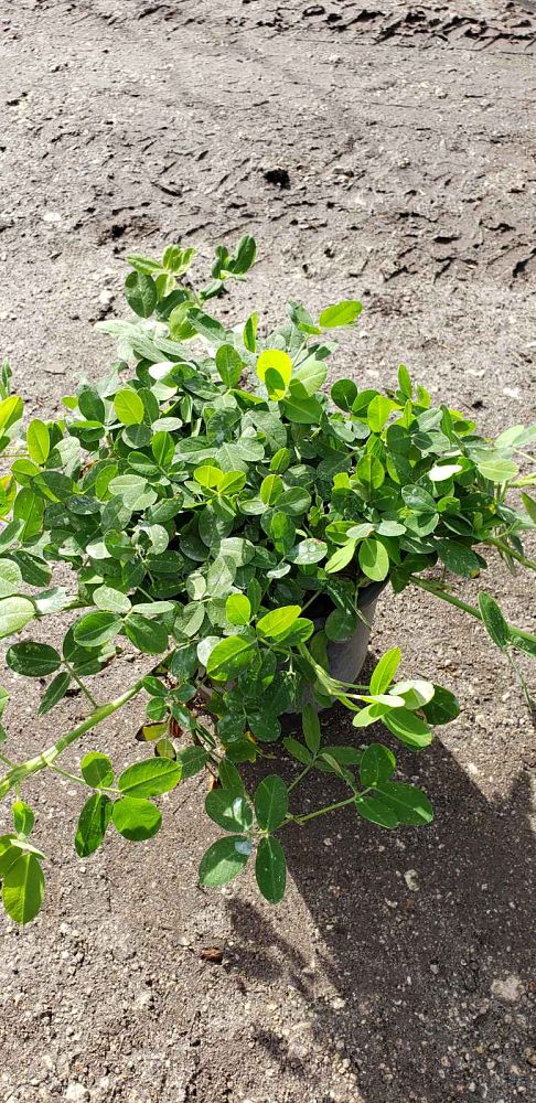 arachis-glabrata-golden-glory-golden-ornamental-peanut-perennial-peanut