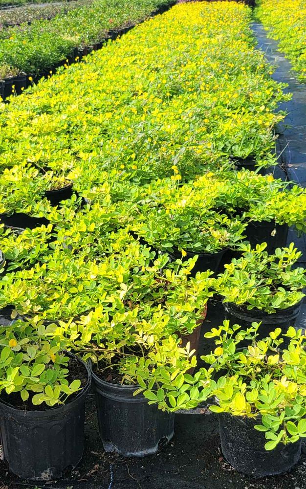 arachis-glabrata-golden-glory-golden-ornamental-peanut-perennial-peanut
