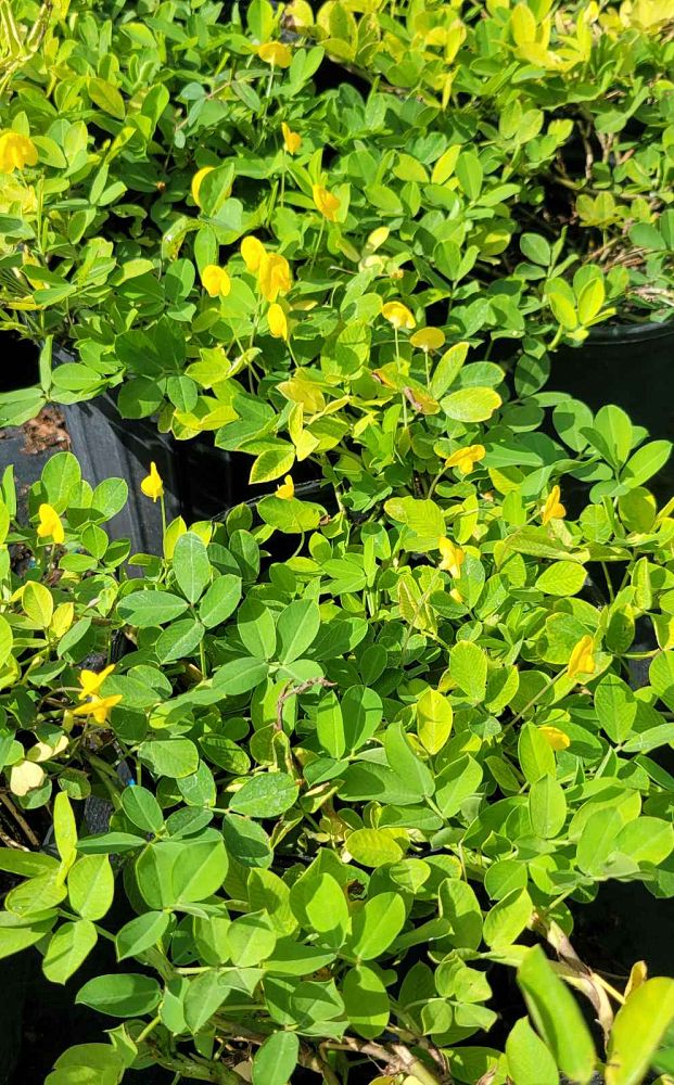 arachis-glabrata-golden-glory-golden-ornamental-peanut-perennial-peanut