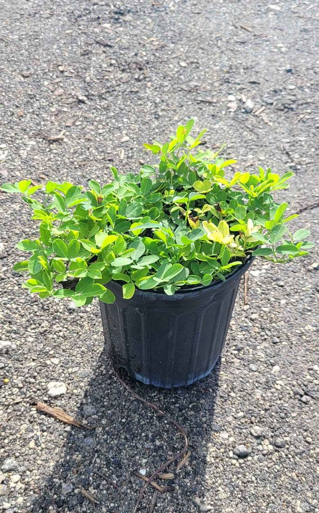arachis-glabrata-golden-glory-golden-ornamental-peanut-perennial-peanut