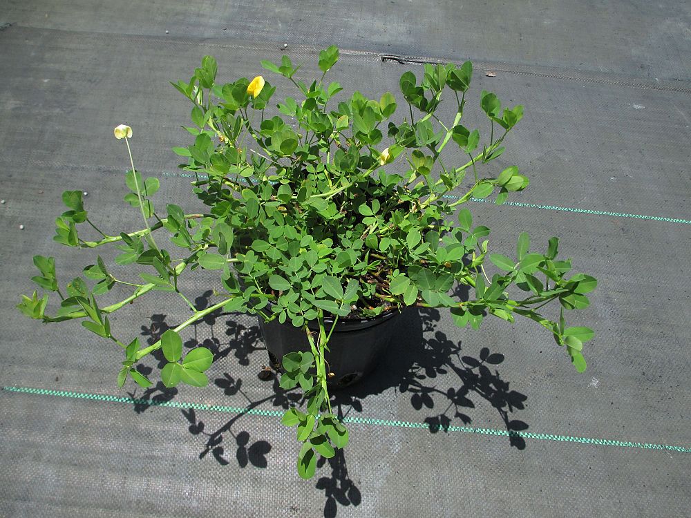 arachis-glabrata-golden-glory-golden-ornamental-peanut-perennial-peanut
