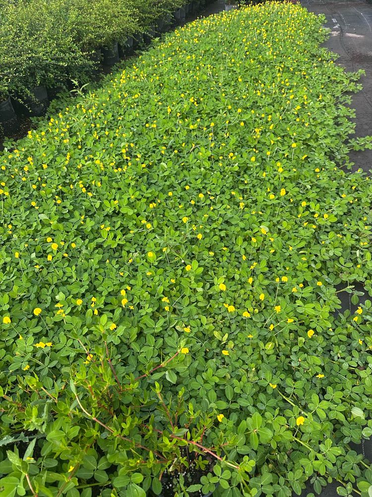 arachis-glabrata-golden-glory-golden-ornamental-peanut-perennial-peanut