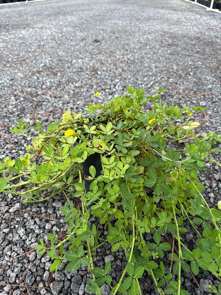 arachis-glabrata-golden-glory-golden-ornamental-peanut-perennial-peanut