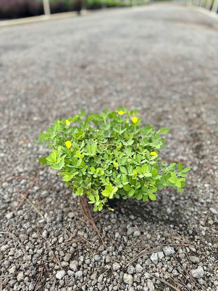 arachis-glabrata-golden-glory-golden-ornamental-peanut-perennial-peanut