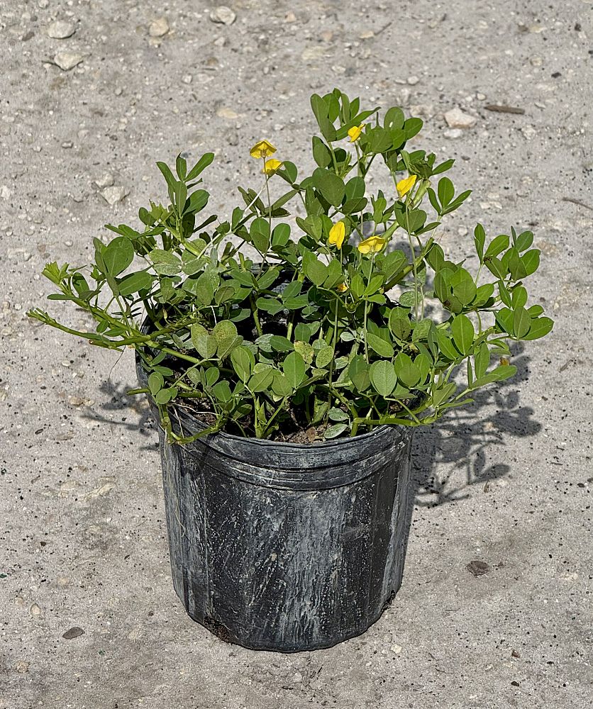 arachis-glabrata-golden-glory-golden-ornamental-peanut-perennial-peanut
